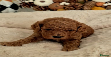 Cavapoo dogs - Advert 6