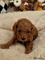 Cavapoo dogs - Advert 11