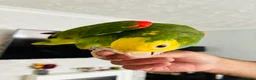 Parrots birds for sale: Yellow Headed Amazon in Stoke-on-Trent - Advert 1