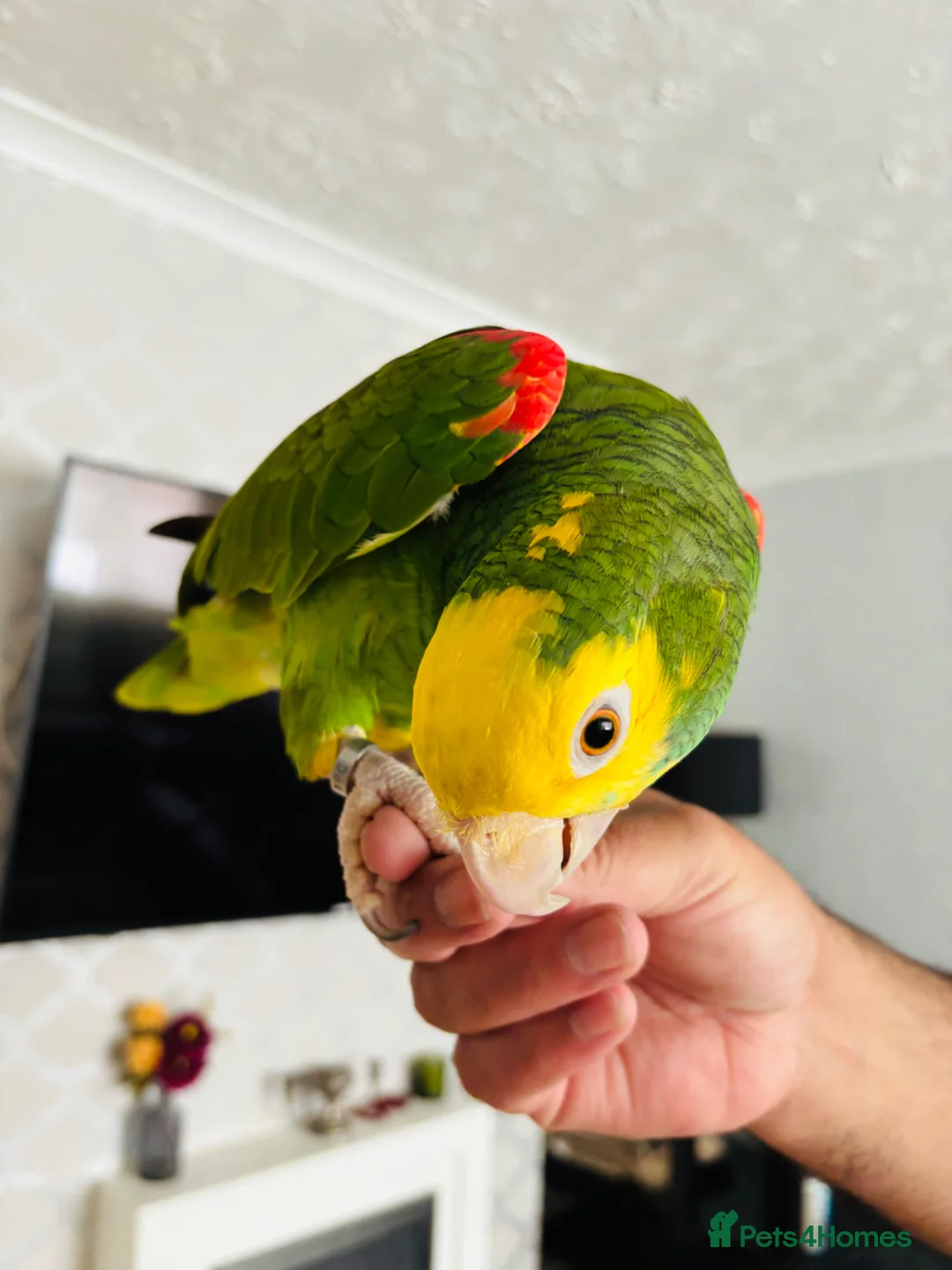 Parrots birds for sale: Yellow Headed Amazon in Stoke-on-Trent - Advert 1