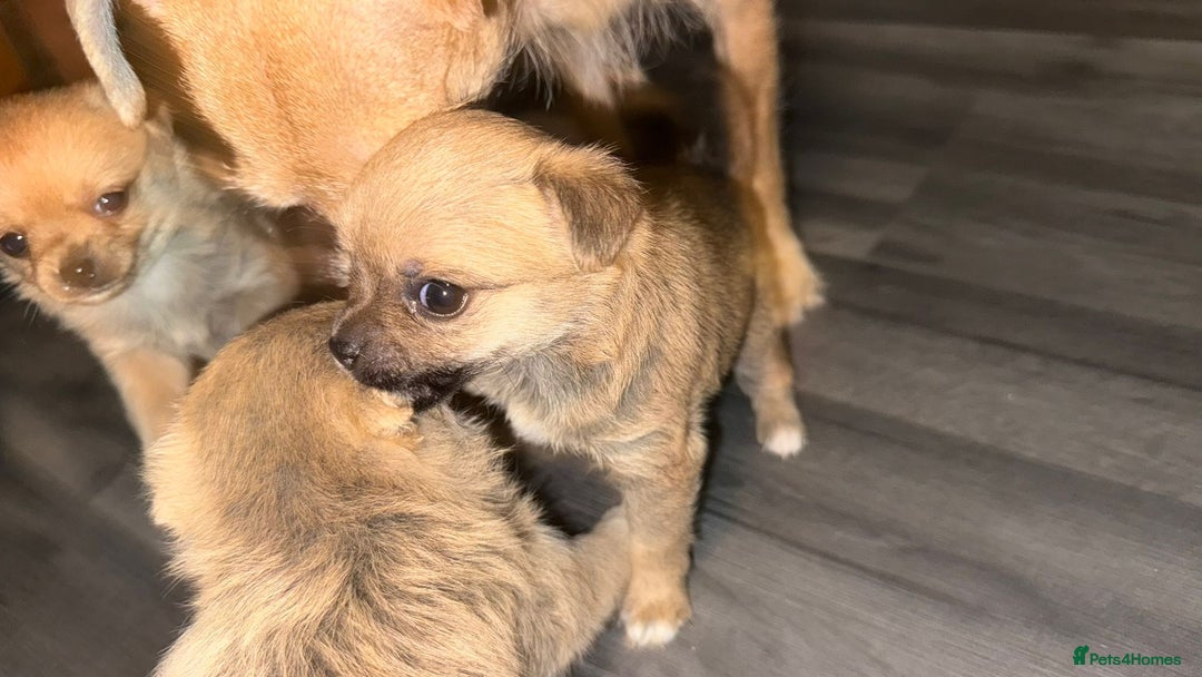 Mixed Breed dogs for sale: 3 puppy’s ready in Less than 4 weeks  - Image 7