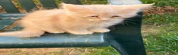 Maine Coon cats for sale: 4 playful Pure breed Maine Coon kittens - Advert 6