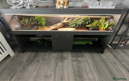 Python Snake reptiles for sale: Ball python with vivarium  - Image 3