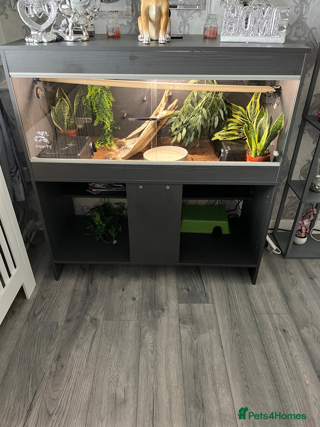 Python Snake reptiles for sale: Ball python with vivarium  - Image 3