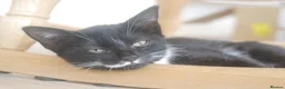Domestic Shorthair cats for adoption: Vaccinated Rescue Kittens  - Advert 4