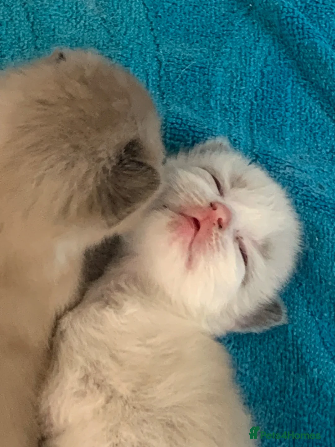 Mixed Breed cats for sale: Adorable fluffy ragdoll x kittens in Okehampton - Advert 27