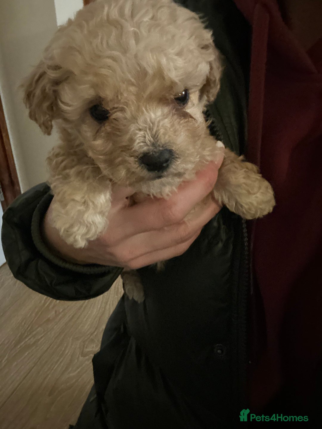 Poochon dogs for sale: Poochon puppies ready now  - Advert 12