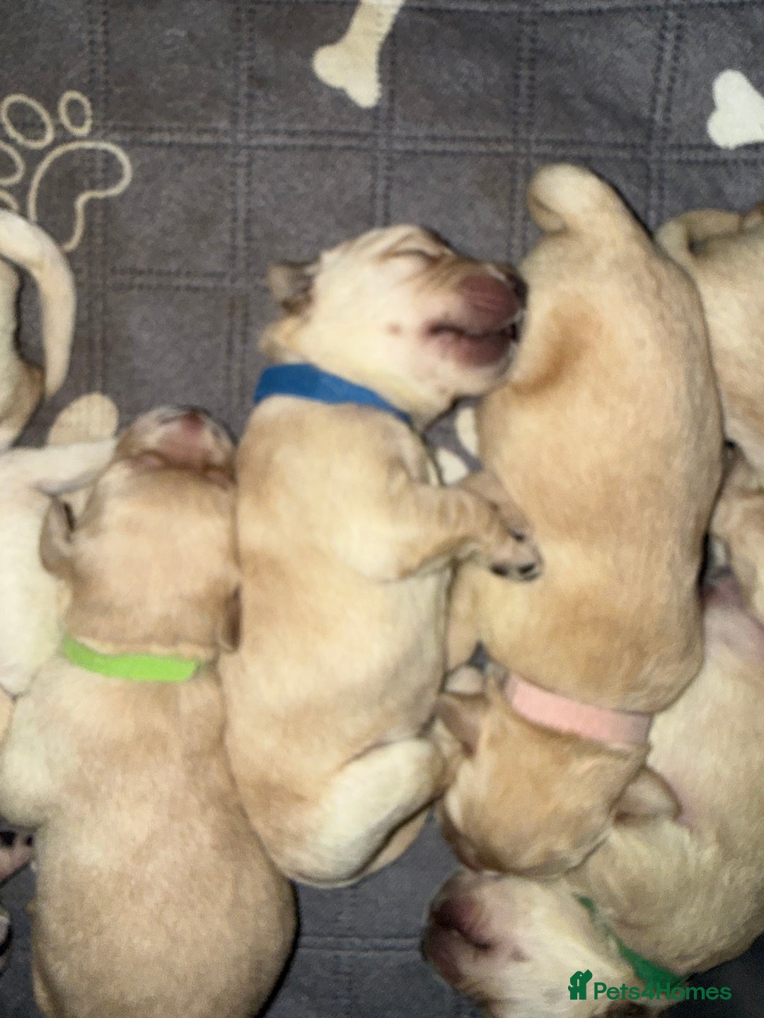 Goldador dogs for sale: 8 beautiful golden retriever x red lab puppies  - Advert 17