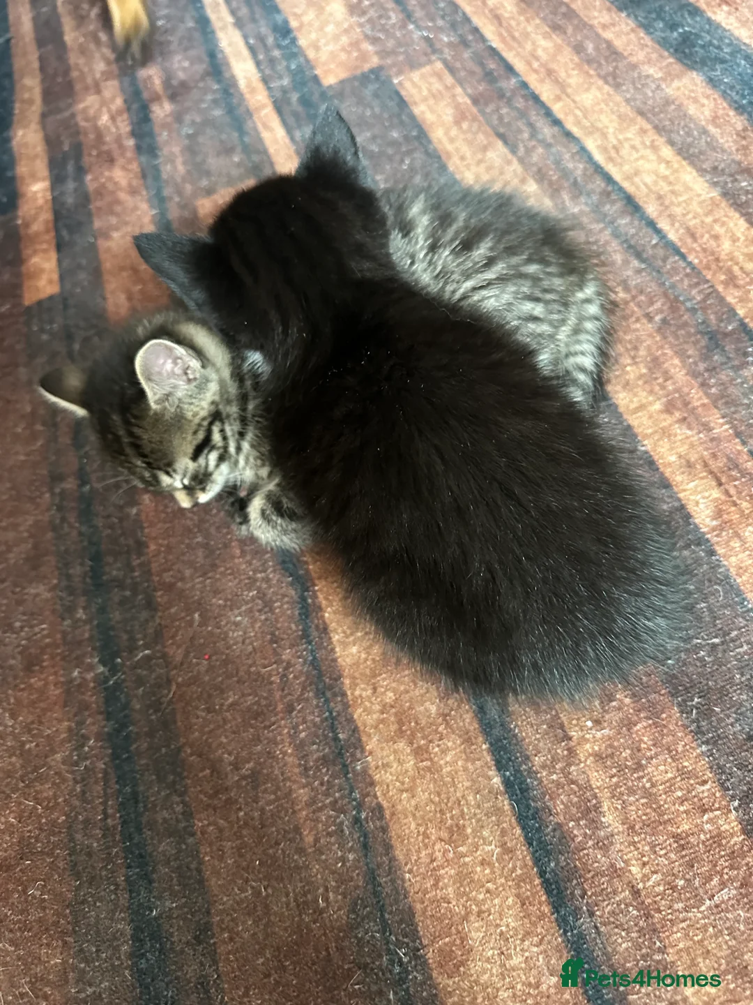 Mixed Breed cats for sale: Fluffy cute kittens in Manningtree - Advert 5