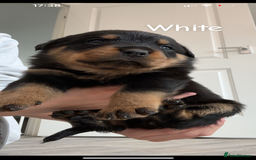 Rottweiler dogs for sale: Last two left!! Rottweiler puppies - Image 4