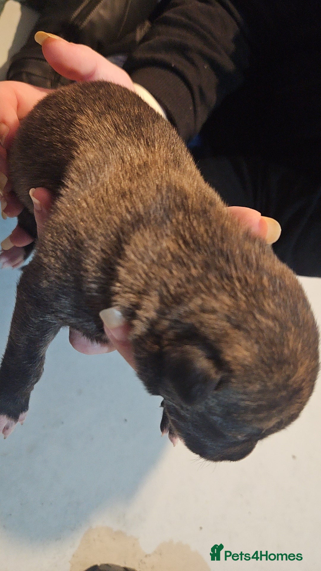 Whippet dogs for sale: 8 beautiful  brindle whippet  - Advert 18