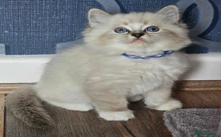 Ragdoll cats - Advert 7