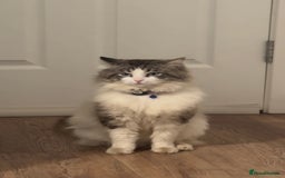 Ragdoll cats for sale: Beautiful Ragdoll Kittens  - Image 17