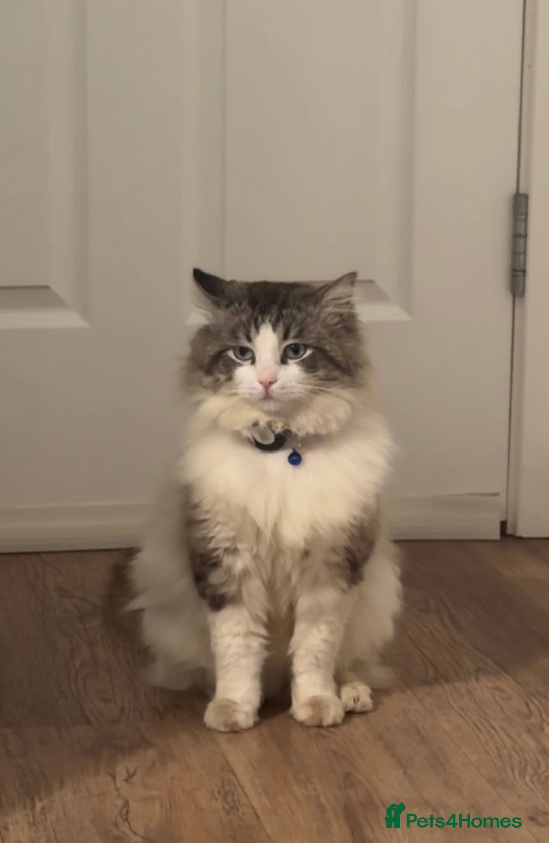 Ragdoll cats for sale: Beautiful Ragdoll Kittens  - Image 17
