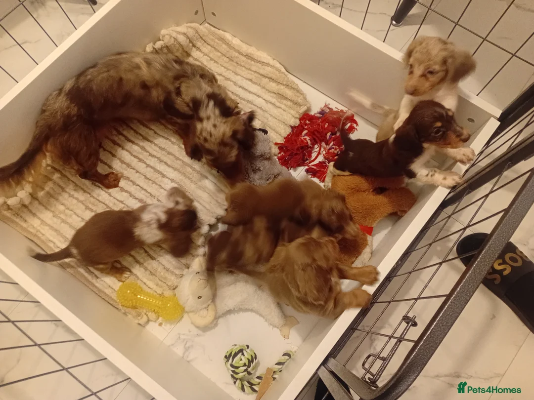 Miniature Dachshund dogs for sale: Oustanding Longhair Minature Dachshund  - Advert 7