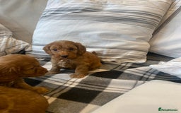 Mixed Breed dogs for sale: F1B Cockapoo puppies - Image 10