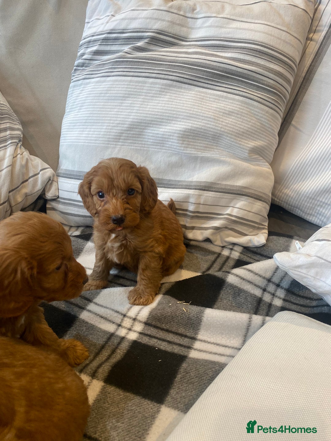 Mixed Breed dogs for sale: F1B Cockapoo puppies - Image 10