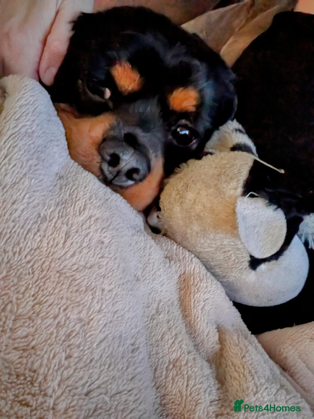 Cavalier King Charles Spaniel dogs for stud: Rocco for Stud - Advert 2