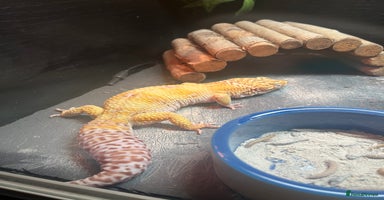Leopard Gecko reptiles 2 year old adult leopard gecko with set up - Advert 9