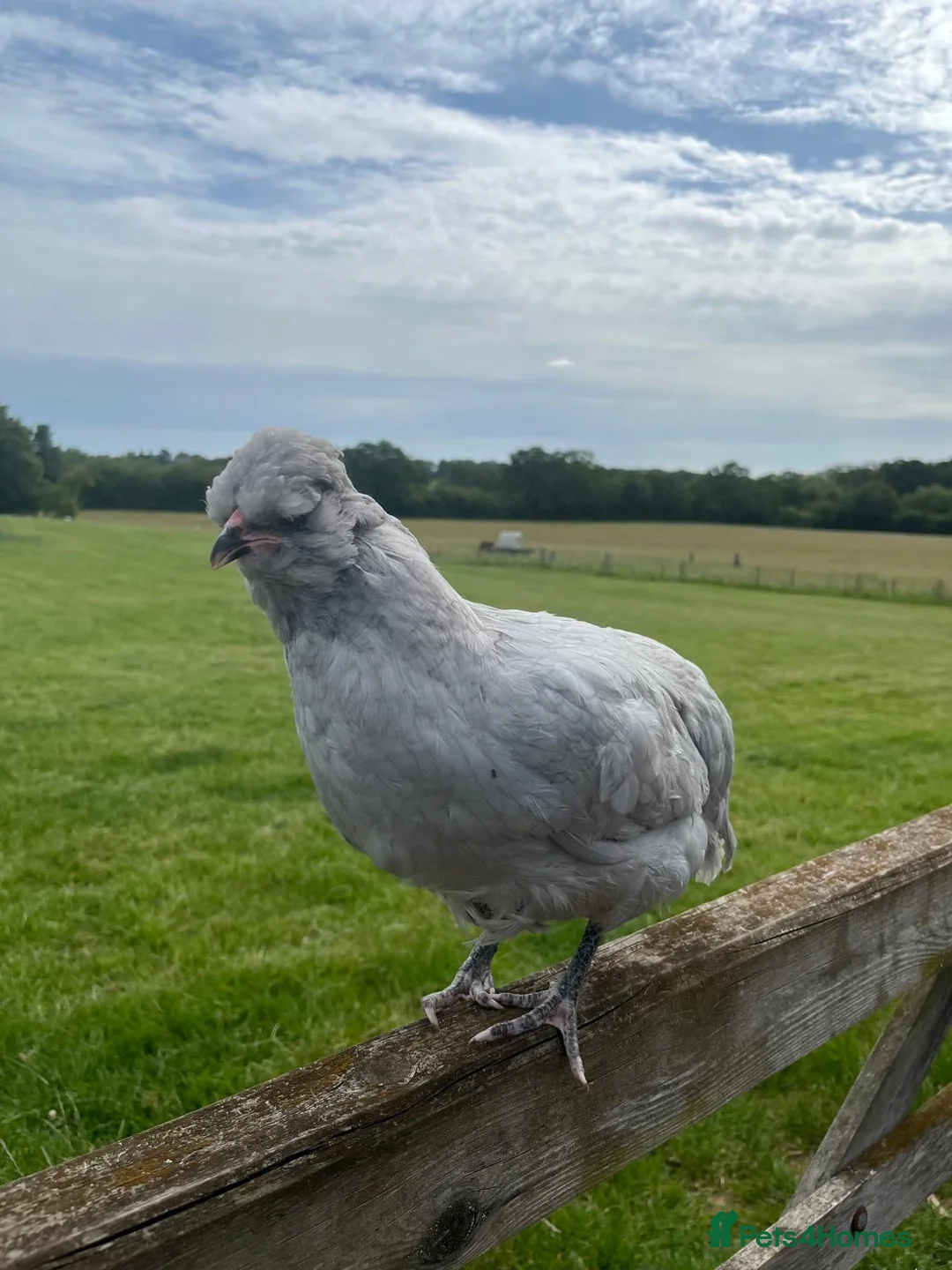 Chickens poultry for sale: Bantams for sale! Look at description for breeds!  in Worcester - Advert 9