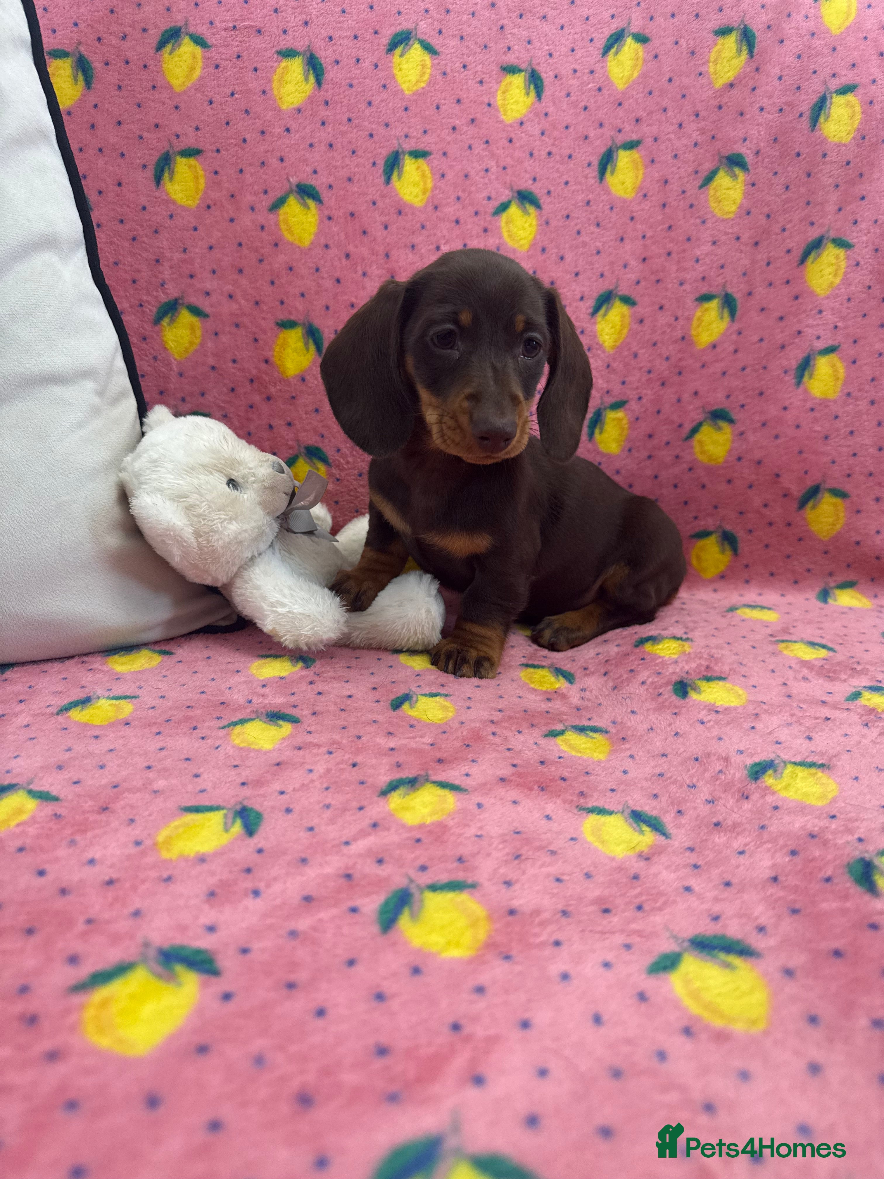 Miniature Dachshund dogs Quality miniature dachshund Male ready now 🏡🔥 - Advert 7