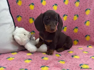 Miniature Dachshund dogs Quality miniature dachshund Male ready now 🏡🔥 - Advert 7