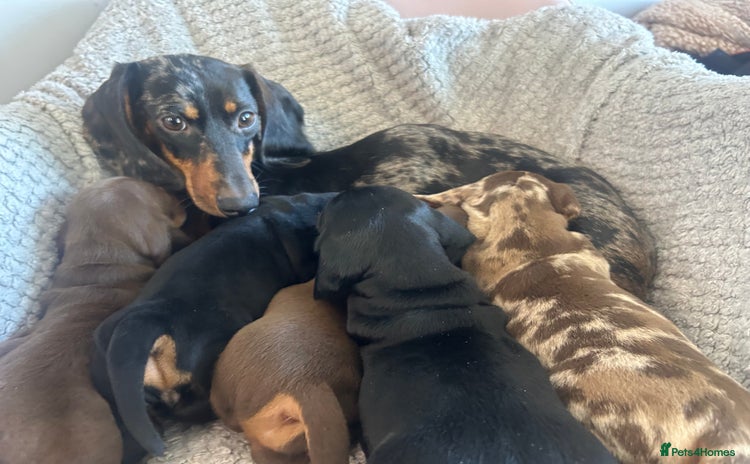 Dachshund dogs - Advert 1