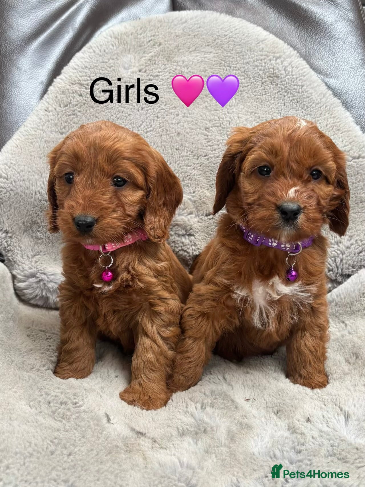 Cockapoo dogs F1 Cockapoo Puppies Ready Now! - Advert 2