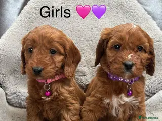 Cockapoo dogs F1 Cockapoo Puppies Ready Now! - Advert 2