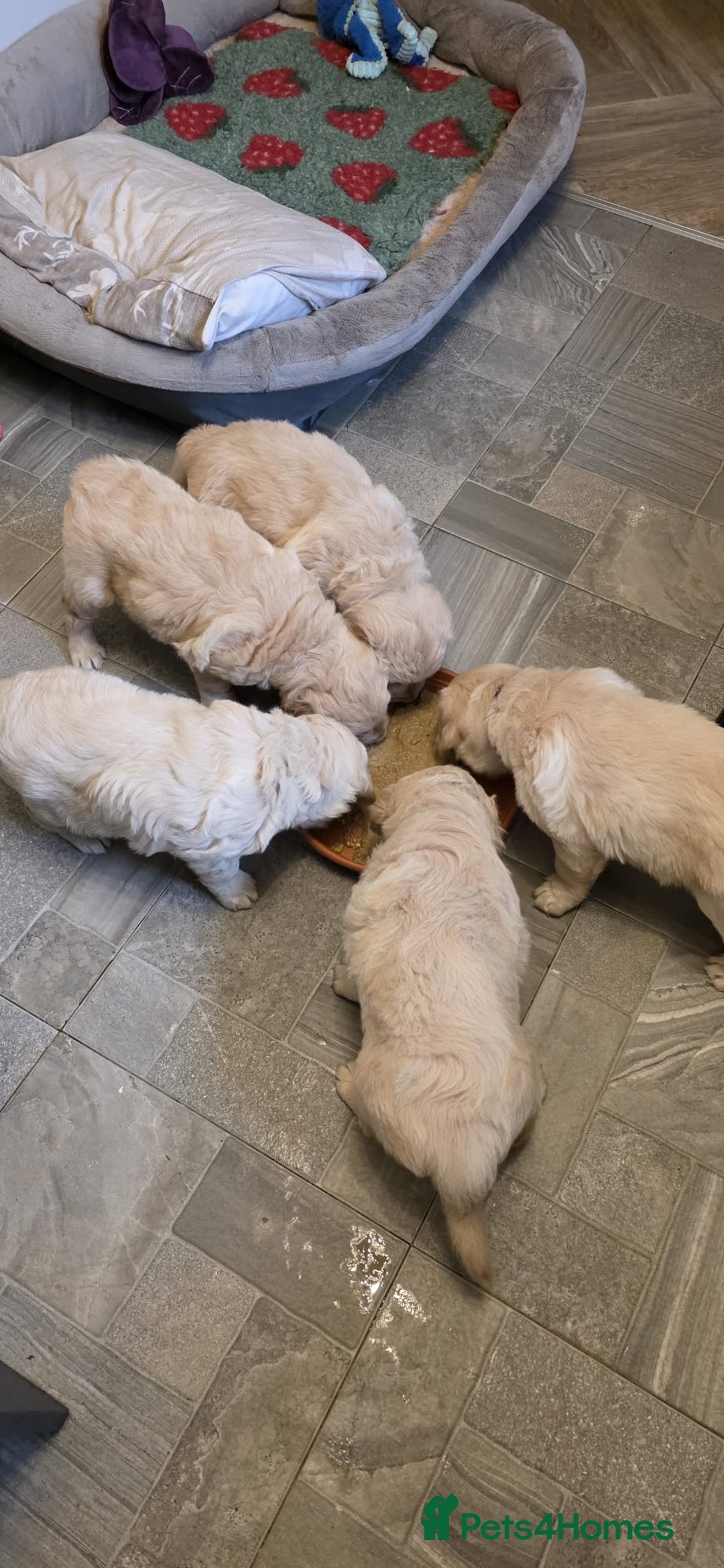 Golden Retriever dogs for stud: Enzo KC registered Stud dog  - Advert 2