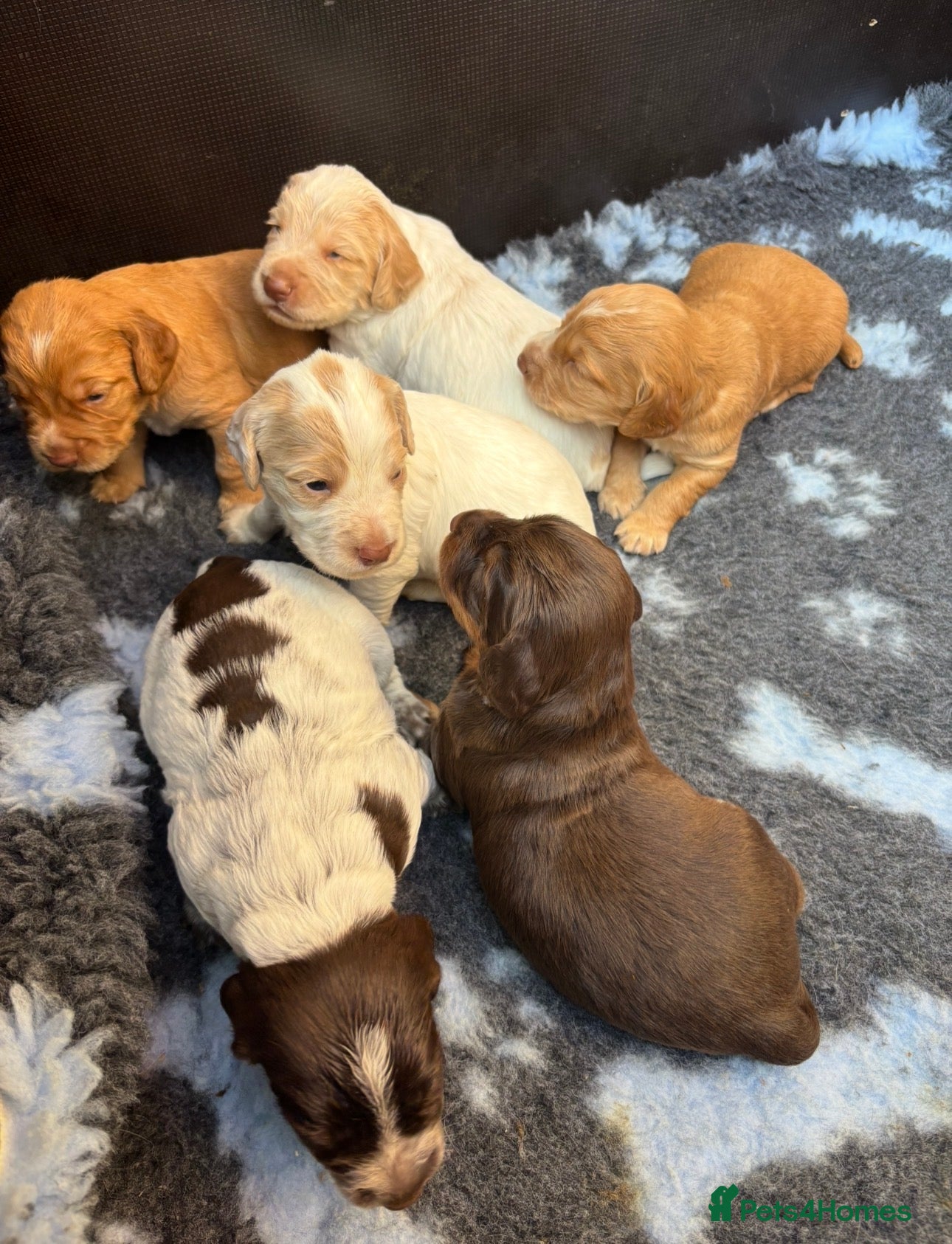 Cocker Spaniel dogs KC Reg Working Cocker Spaniel Puppies FTC breeding - Advert 1