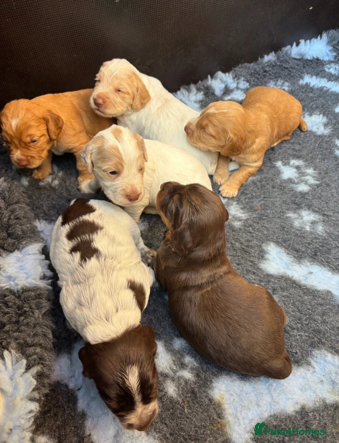 Cocker Spaniel dogs for sale: KC Reg Working Cocker Spaniel Puppies FTC breeding - Advert 1