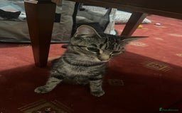 Mixed Breed cats for sale: 🐱 Gorgeous Kittens For Sale🐱 - Image 17