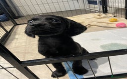 Cockerdor dogs for sale: 🐶BLACK MALE COCKADOR🐶 - Image 10