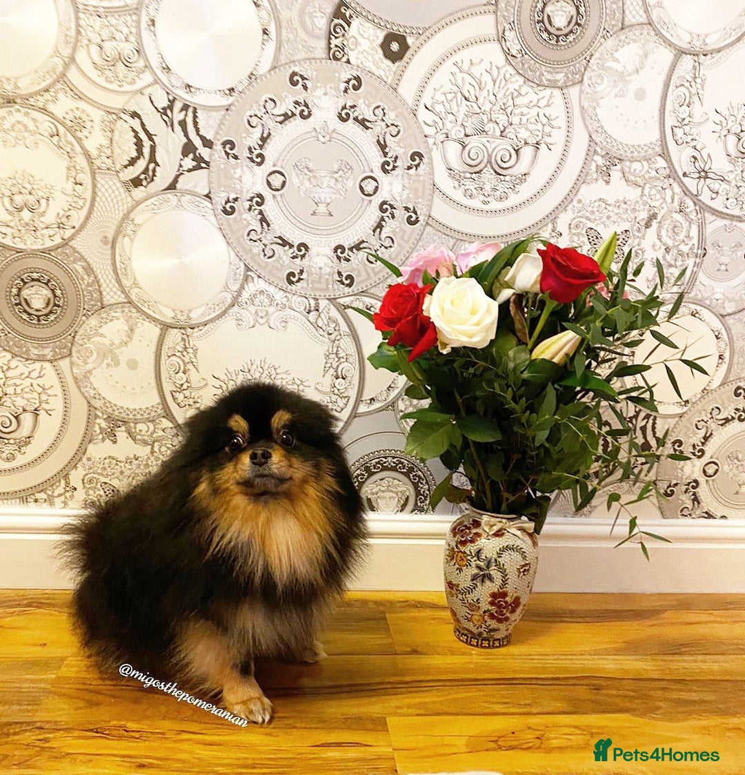 Pomeranian dogs for sale: Tiny Pomeranians - only boy left  - Advert 12