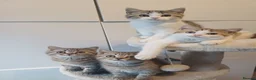 British Shorthair cats for sale: Ready to leave🐱 - Advert 3