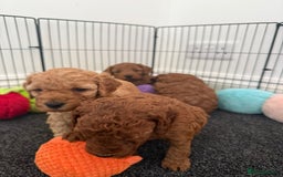 Cockapoo dogs for sale: Cockapoo puppy’s  - Image 3