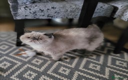 Exotic cats for sale: Lovely laid back lady - Image 1