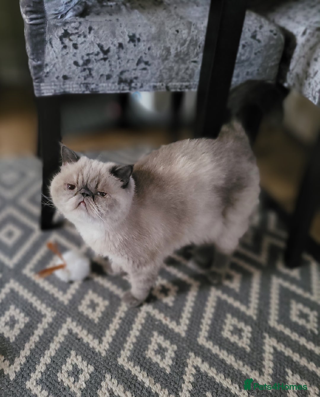 Exotic cats for sale: Lovely laid back lady - Image 1