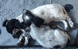 Sprocker dogs for sale: STRIKING SPROCKER SPANIEL PUPPIES  - Image 4