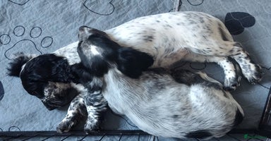 Sprocker dogs - Advert 14