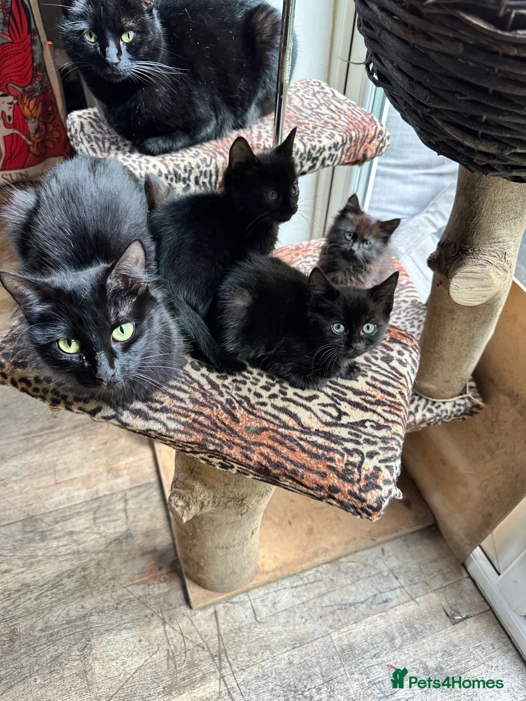 Mixed Breed cats for sale: Kittens Ready For A New Home.  - Advert 4