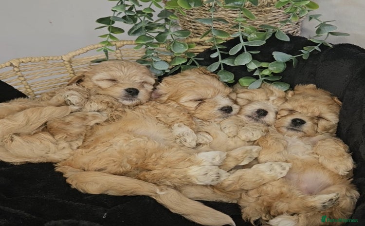 Maltipoo dogs - Advert 4