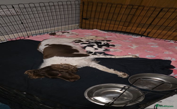 Sprocker dogs - Advert 3