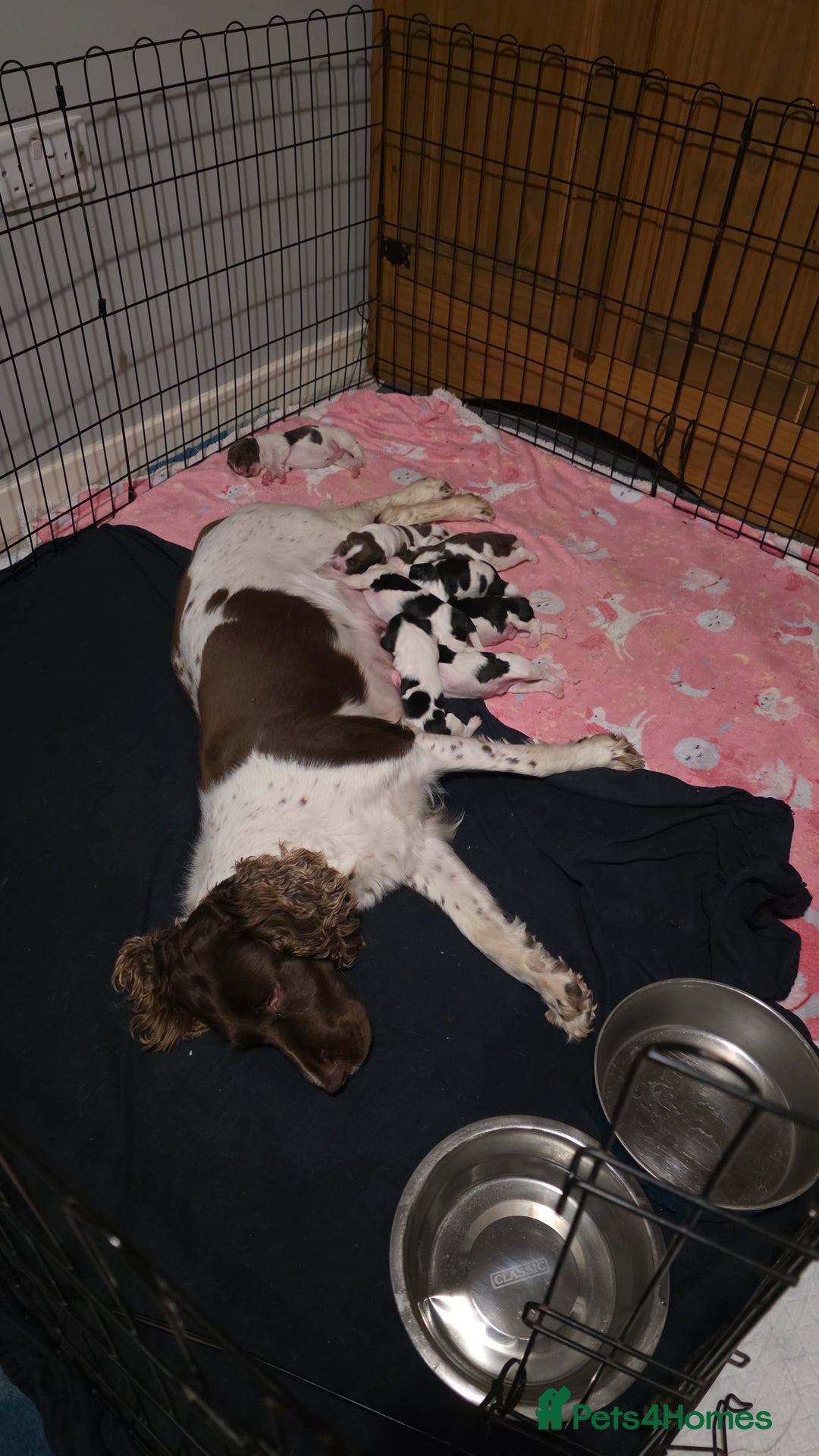 Sprocker dogs for sale: Spaniel Puppies  - Image 1