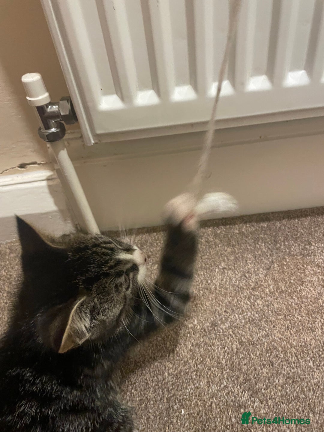 Mixed Breed cats for sale: black and brown tabby kitten - Advert 4