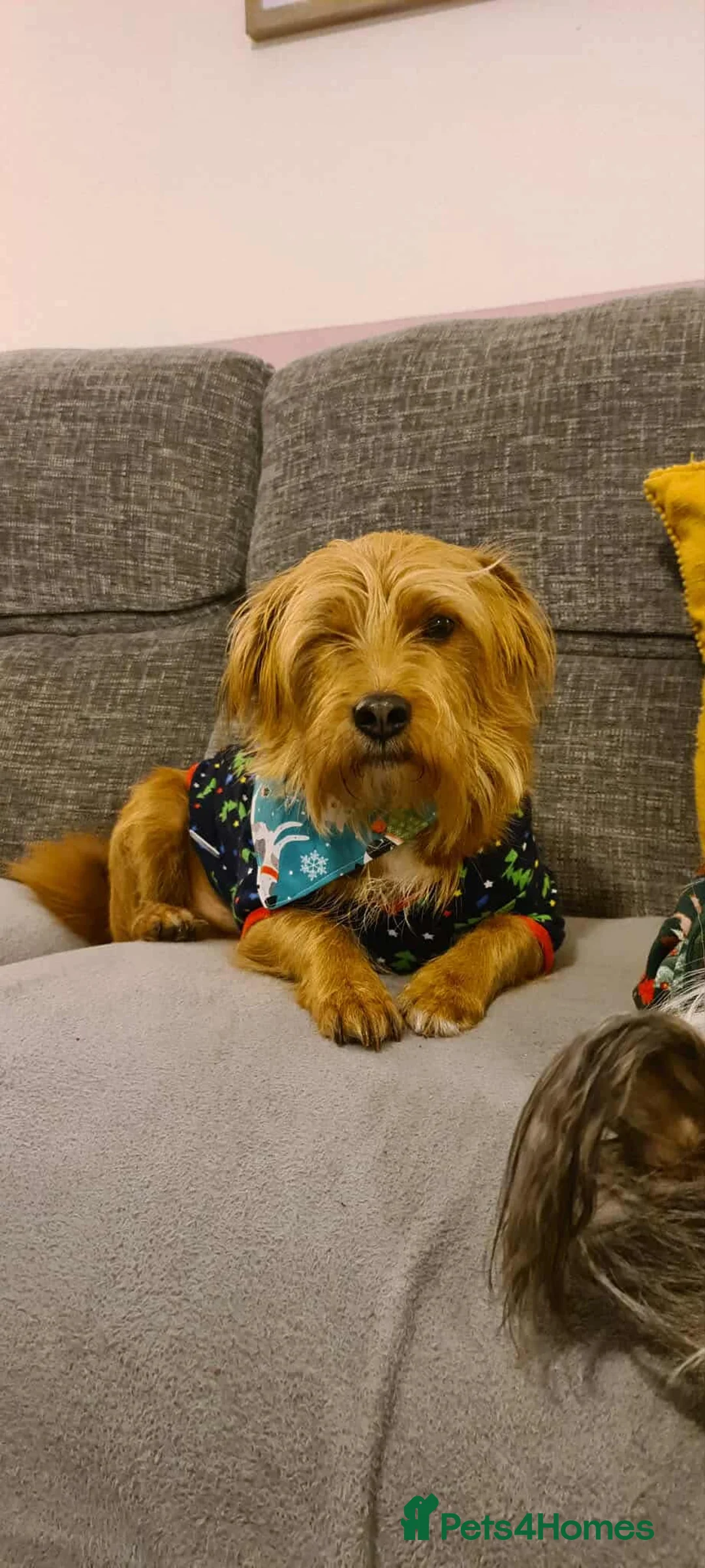 Mixed Breed dogs for adoption: One Eyed Nedd - Advert 6