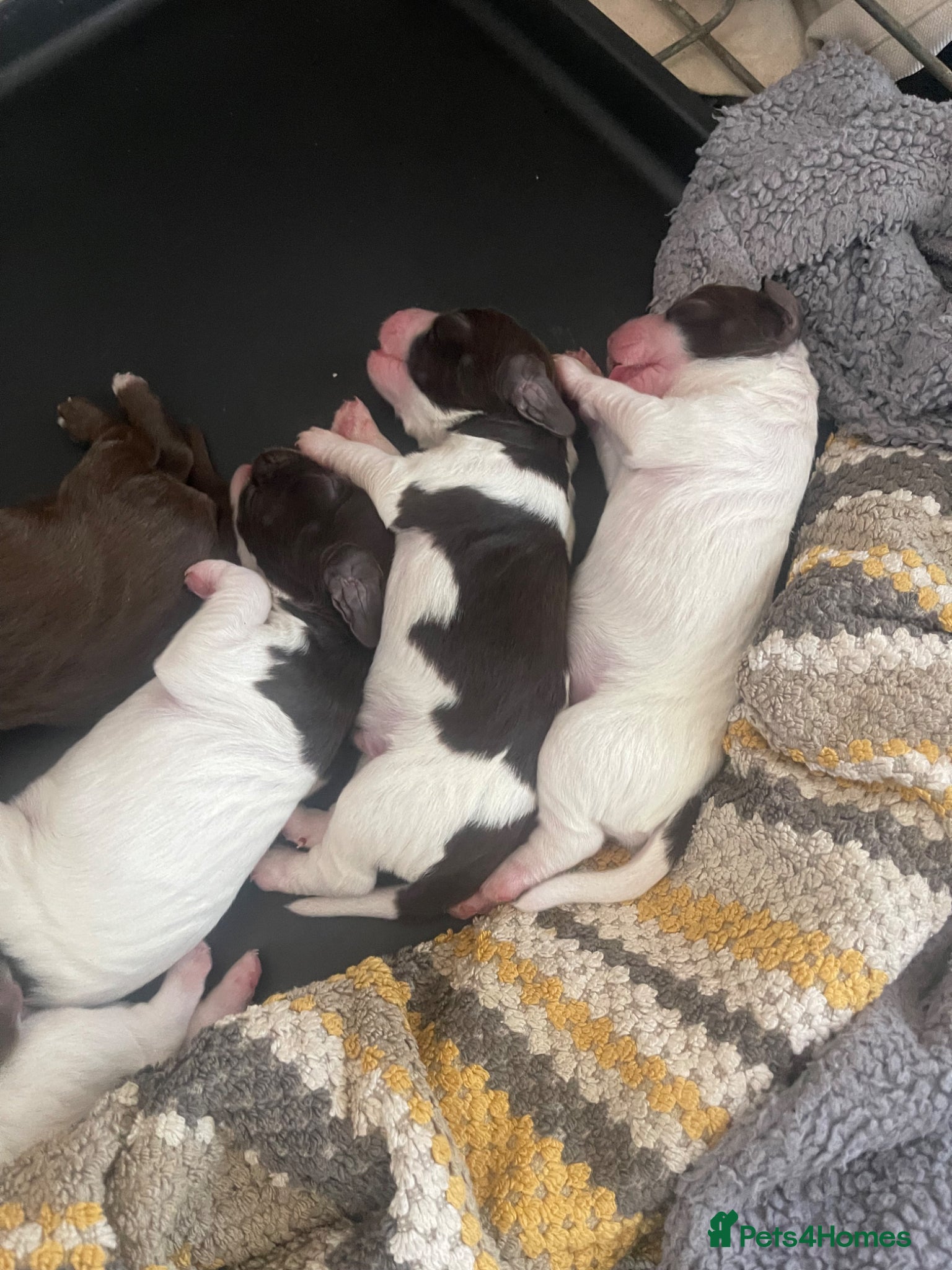 Cocker Spaniel dogs for sale: Working cocker spaniels  - Advert 8