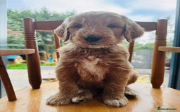 Double Doodle dogs for sale: Australian Goldendoodle puppies - Image 1
