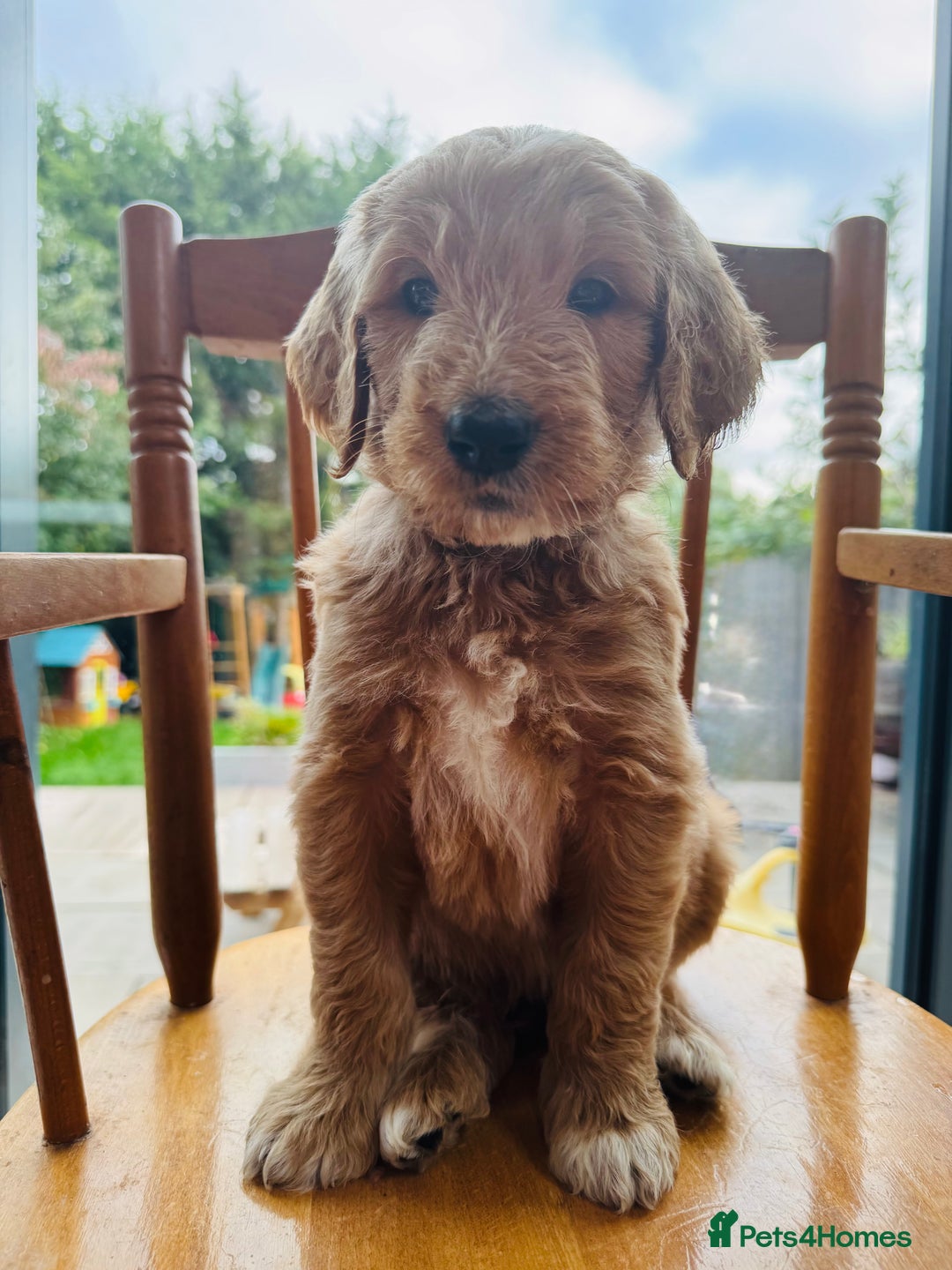 Double Doodle dogs for sale: Australian Goldendoodle puppies - Image 1